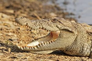 JR-1059 Marsh Crocodile basking under the sun