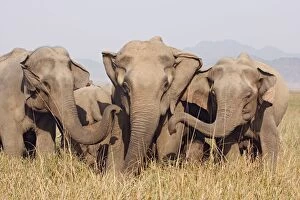 JR-1166 Indian / Asian Elephants - expressing solidarity