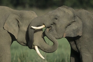 Images Dated 11th November 2004: JR-292 Young walking by adult Corbett National Park, India Jagdeep Rajput Elephas maximus ©