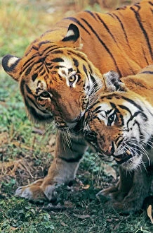 Tiger Gallery: JR-916