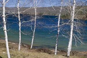 JS-1136 Paper-Bark Tree / White Birch Tree - growing by water in springtime