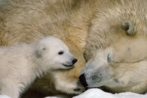 Js-590 Polar Bear - Mother & Baby