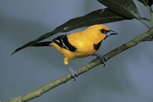 JSD-270 Yellow Oriole - perched on a branch - front view