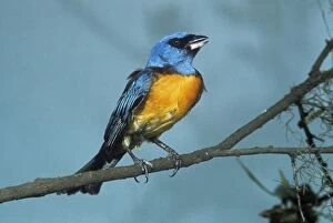 JSD-348 Blue-and-yellow Tanager