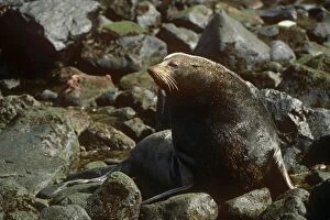 Images Dated 2nd July 2007: Juan Fernandez Fur Seal - on rocks