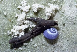 JUB-43 common purple Sea Snail - washed up on beach
