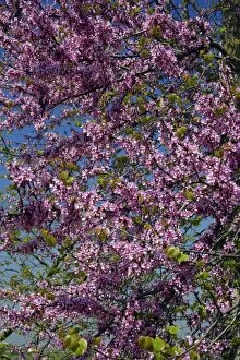 Images Dated 14th April 2007: Judas-Tree - blossom, Extremadura, Spain