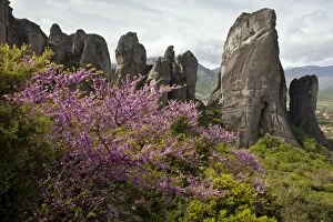 Judas Tree - in flower in spring with Conglomerate