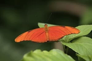 Julia Heliconian Butterfly - resting on leaf