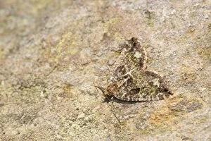 Images Dated 29th July 2012: July Highflyer Moth - Cornwall - UK