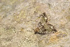 Moths And Butterflies Prints: July Highflyer Moth - Cornwall - UK