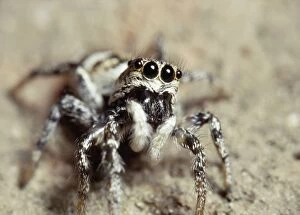 Images Dated 5th May 2005: Jumping Spider