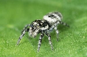 Images Dated 23rd August 2005: Jumping Spider - garden UK
