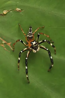 Arachnids Prints: Jumping spider - Gunung Leuser National Park - Northern Sumatra - Indonesia