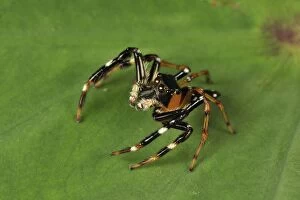 Jumping spider (Salticidae)