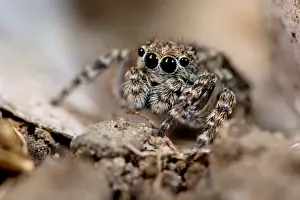 Jumping Spider on snail shell. UK