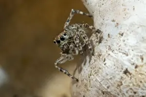 Jumping Spider on snail shell. UK