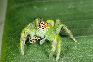 Butterflies And Insect Prints: Jumping spiders (family Salticidae) are common inhabitants of houses and gardens in tropical Australia