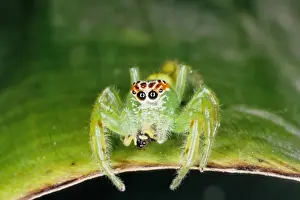 Jumping spiders (family Salticidae) are common inhabitants of houses and gardens in tropical Australia. This one has just caught an insect and is beginning to feed on it. Townsville, Queensland, Australia