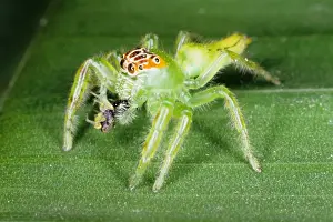 Jumping spiders (family Salticidae) are common inhabitants of houses and gardens in tropical Australia. This one has just caught an insect and is beginning to feed on it. Townsville, Queensland, Australia