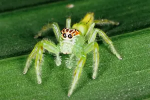Jumping spiders (family Salticidae) are common inhabitants of houses and gardens in tropical Australia. They use their highly developed eye sight and athletic jumping ability to prey on insects. Townsville, Queensland, Australia