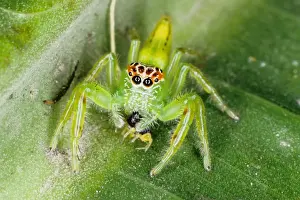 Jumping spiders (family Salticidae) are common inhabitants of houses and gardens in tropical Australia. This one has just caught an insect and is beginning to feed on it. Townsville, Queensland, Australia