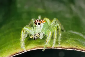 Jumping spiders (family Salticidae) are common inhabitants of houses and gardens in tropical Australia. This one has just caught an insect and is beginning to feed on it. Townsville, Queensland, Australia