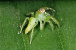 Jumping spiders (family Salticidae) are common inhabitants of houses and gardens in tropical Australia. They use their highly developed eye sight and athletic jumping ability to prey on insects. Townsville, Queensland, Australia