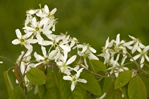 Images Dated 20th May 2006: June berry (Amelanchier lamarckii), naturalised in Europe from North America