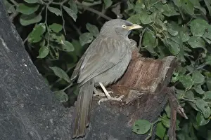 Babbler Prints: Jungle Babbler - On tree stump A widespread Indian resident found in deciduous forest and cultivation