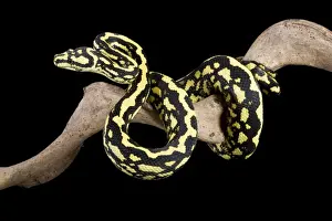 Pythons Prints: Jungle Carpet Python - Cheynei sub-species - Australia - New-Guinea