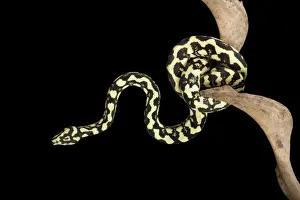 Jungle Carpet Python - Cheynei sub-species - Australia - New-Guinea
