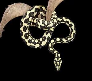 Jungle Carpet Python - Cheynei sub-species - Australia - New-Guinea