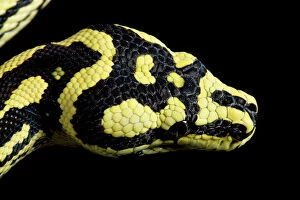 Amphibians And Reptiles Gallery: Jungle Carpet Python - head