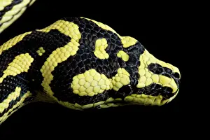 Jungle Carpet Python - head - Cheynei sub-species - Australia - New-Guinea