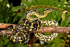 Jungle Carpet Python, Morelia spilotes variegata