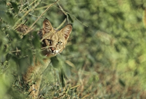 Images Dated 1st April 2005: Jungle cat Keoladeo National Park, India