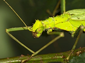 Images Dated 22nd December 2011: Jungle Nymph - close up - Controlled conditions 15286
