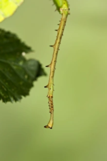 Images Dated 22nd December 2011: Jungle Nymph - close up showing spikes on leg used for defence - Controlled conditions 15285