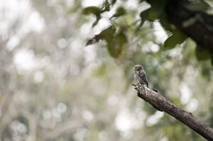 Jungle owlet - on branch