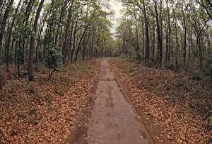 Sals Prints: Jungle road going thru Sal forest, Corbett National Park, India