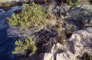 Images Dated 16th January 2007: Juniper Corsica