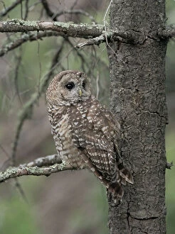 Mexico Collection: Just before dusk the male Mexican Spotted owl perching near female after a year of unsuccessful