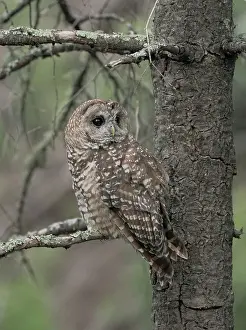 Spotted Prints: Just before dusk the male Mexican Spotted owl perching near female after a year of unsuccessful nesting