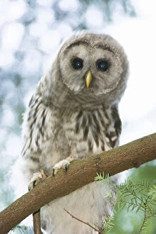 Barred Gallery: Juvenile barred owl, Strix varia, Stanley