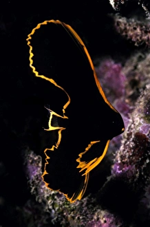 Images Dated 30th December 2005: Juvenile batfish - It is thought this beautiful little fish pretends to be a bad tasting flatworm