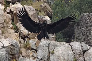 Juveniles Prints: Juvenile Black Vulture with sinister eyes - wings spread Spain April