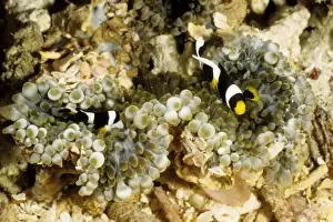 Juvenile Clark's anemonefish (Amphiprion clarkii) in bulb-tentacle sea anemone (Entacmaea quadricolor). Rib Reef, Great Barrier Reef Marine Park, Queensland, Australia