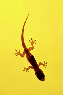 Silhouette Collection: A juvenile Common (Spiny-tailed) House Gecko hunts for insects