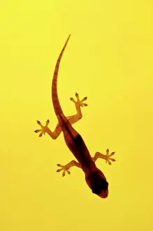 Silhouettes Prints: A juvenile Common (Spiny-tailed) House Gecko hunts for insects
